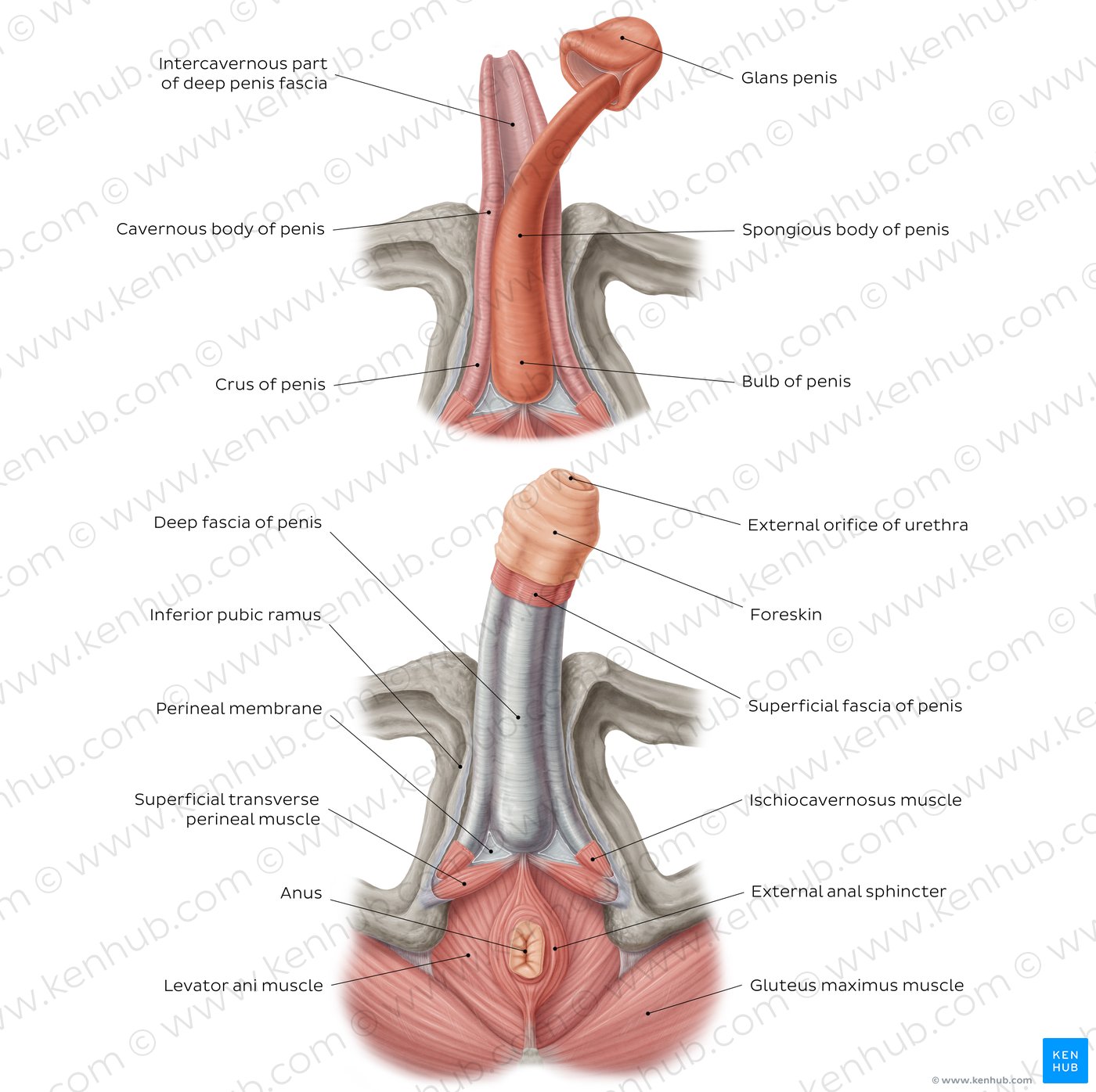 Diagram Of Erect Penis 21