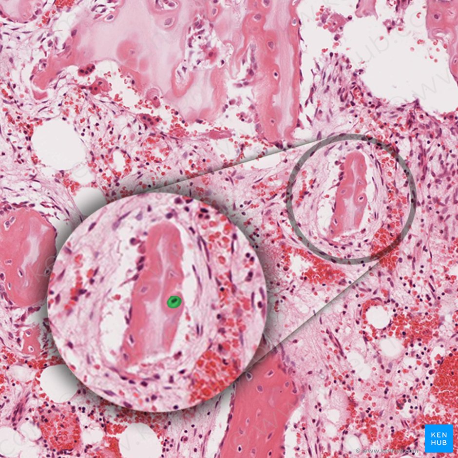 Osteocyte (Osteocytus); Image: 