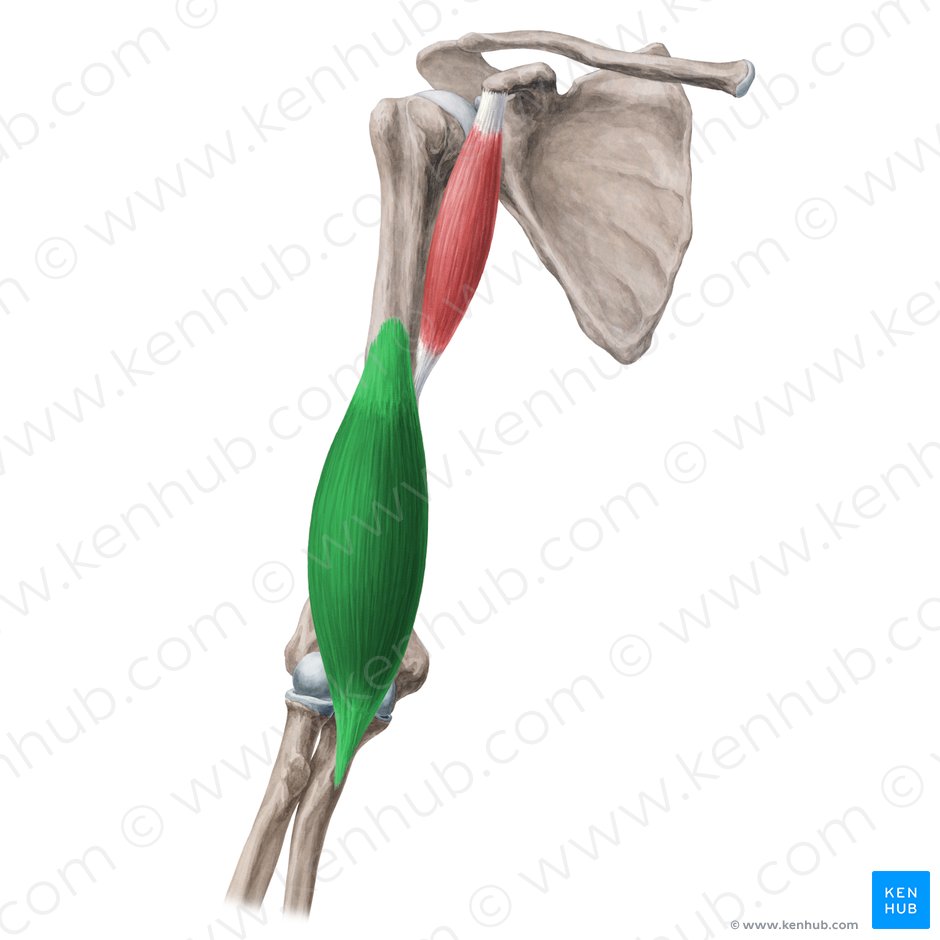 Musculus brachialis (Oberarmmuskel); Bild: Yousun Koh