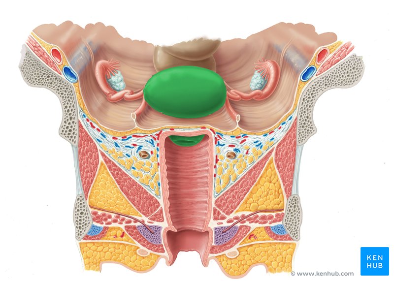 Female reproductive organs: Anatomy and functions | Kenhub