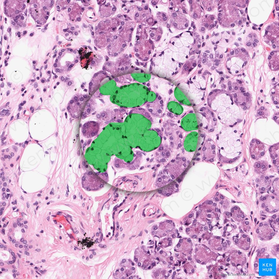 Glándulas mucosas (Glandulae mucosae); Imagen: 