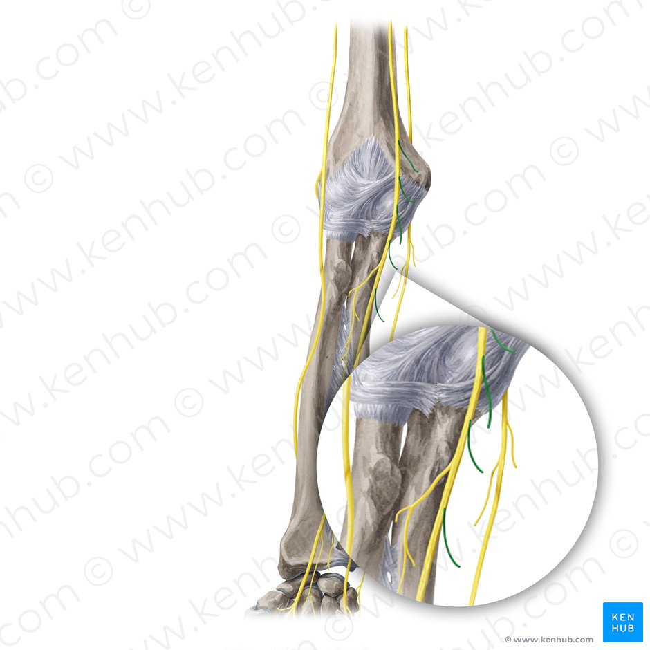 Muscular branches of median nerve (Rami musculares nervi mediani); Image: Yousun Koh