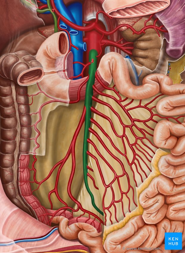 ventral view of the superior mesenteric artery