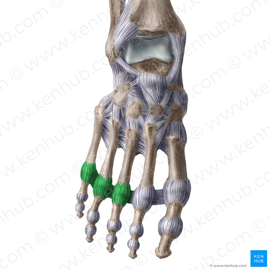 Metatarsophalangeal (MTP) joints: Bones, movements, musc | Kenhub