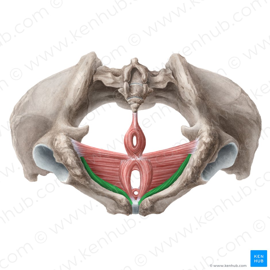 Músculo isquiocavernoso (Musculus ischiocavernosus (femininus)); Imagen: Liene Znotina