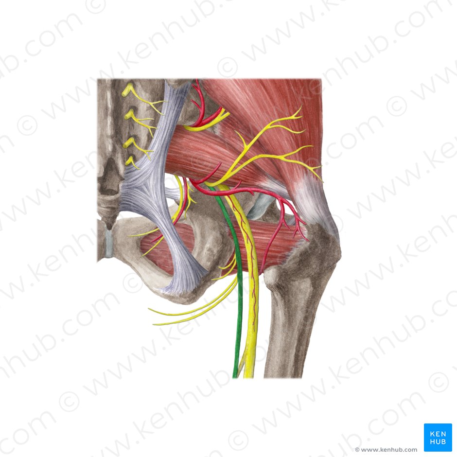 Posterior femoral cutaneous nerve (Nervus cutaneus posterior femoris); Image: Liene Znotina