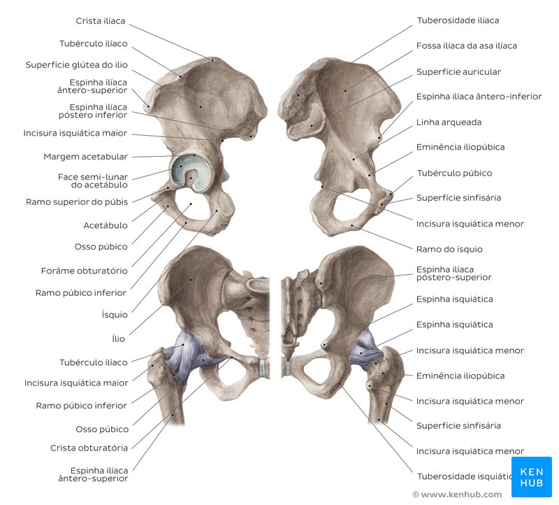 Anatomia da pelve e do quadril