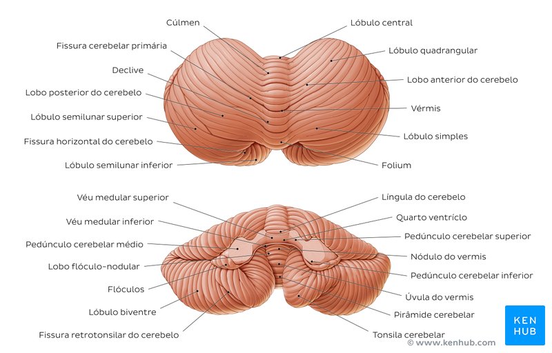 Anatomia do Cerebelo - vista anterior e posterior