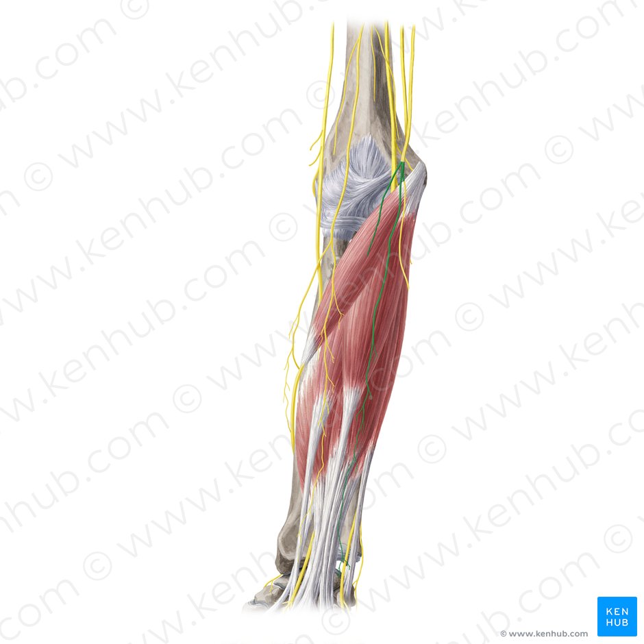 Ramus anterior nervi cutanei medialis antebrachii (Vorderer Ast des inneren Hautnervs des Unterarms); Bild: Yousun Koh