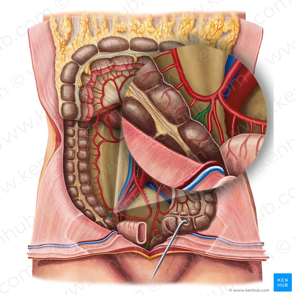 Artéria cecal posterior (Arteria caecalis posterior); Imagem: Irina Münstermann