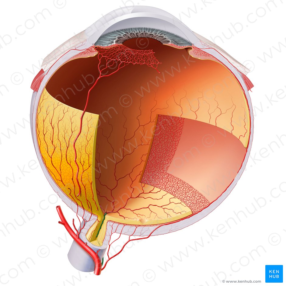 Arteria centralis retinae (Zentrale Netzhautarterie); Bild: Paul Kim