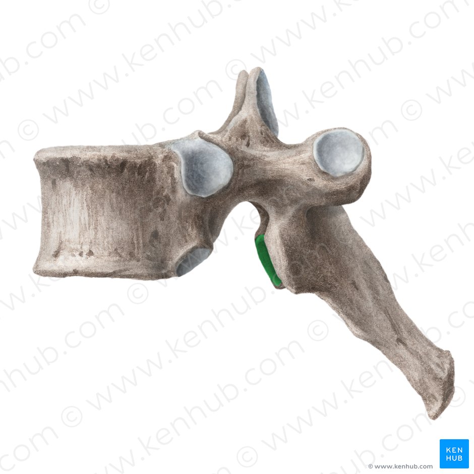 Facies articularis inferior vertebrae (Untere Gelenkfläche des Wirbels); Bild: Liene Znotina