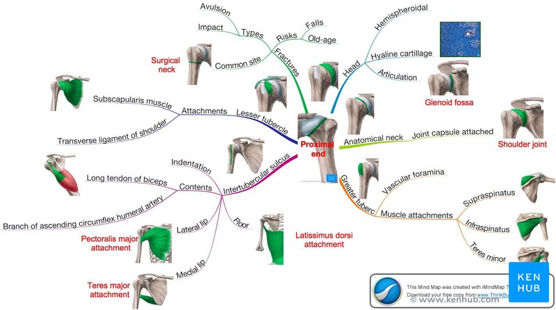 Mind Map - Proximal End of Humerus