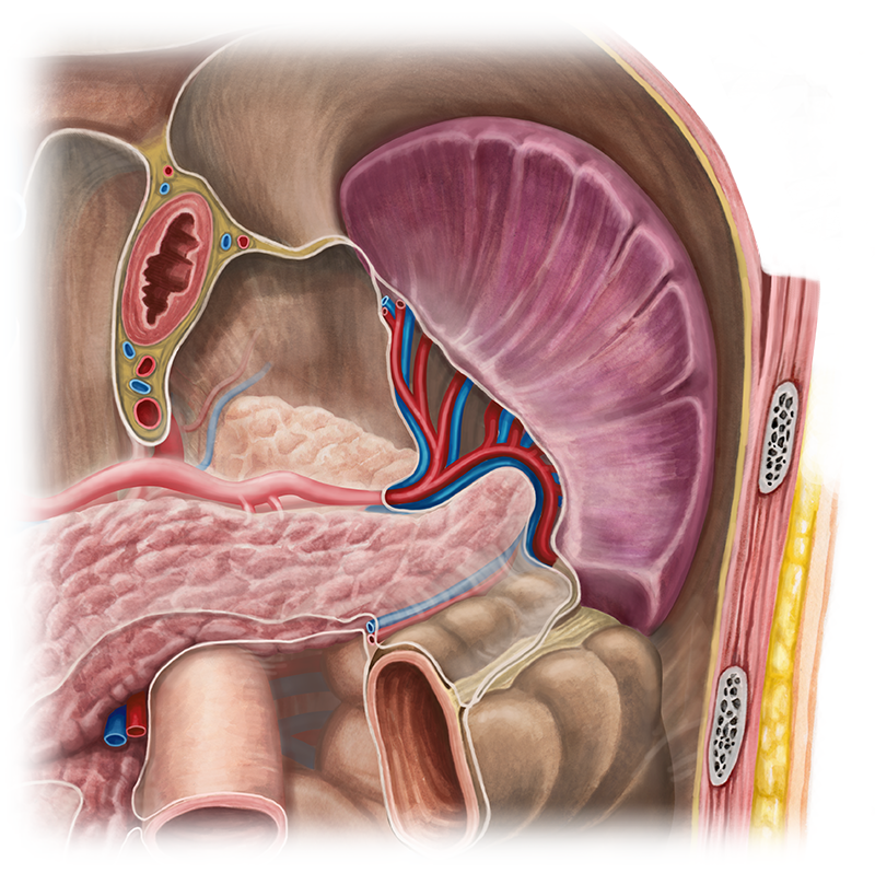 Spleen - Anatomy Study Guide | Kenhub