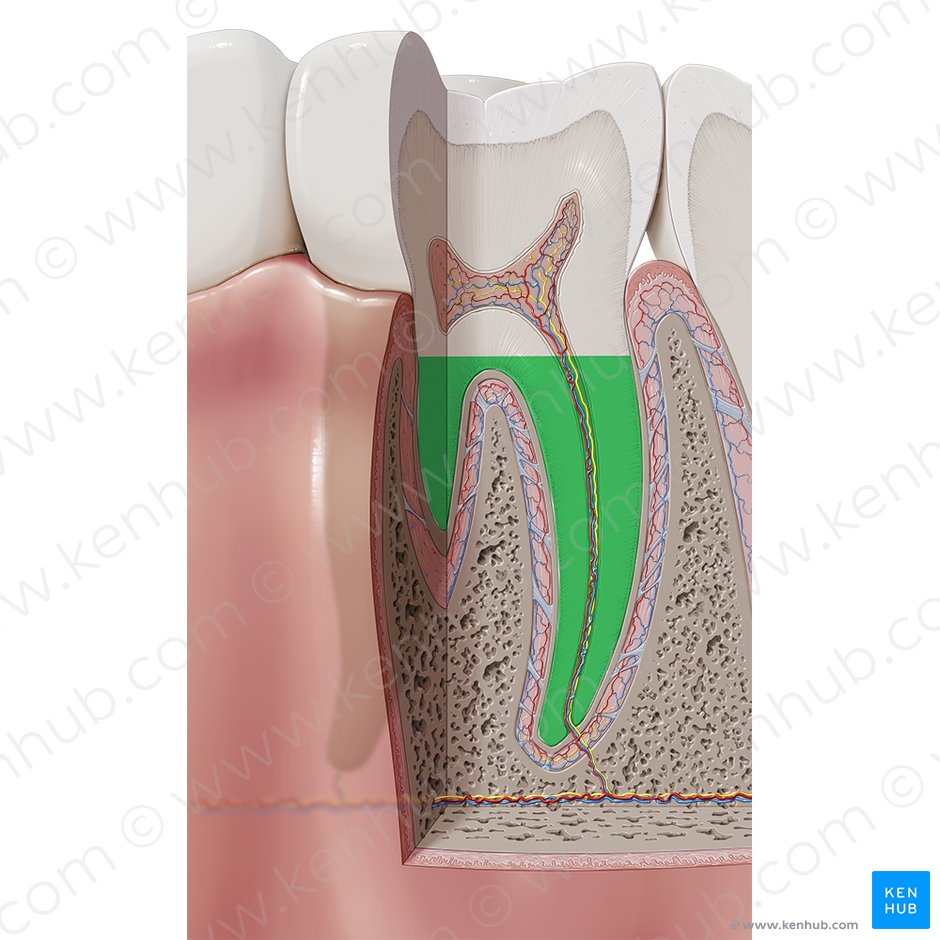 Root of tooth (Radix dentis); Image: Paul Kim