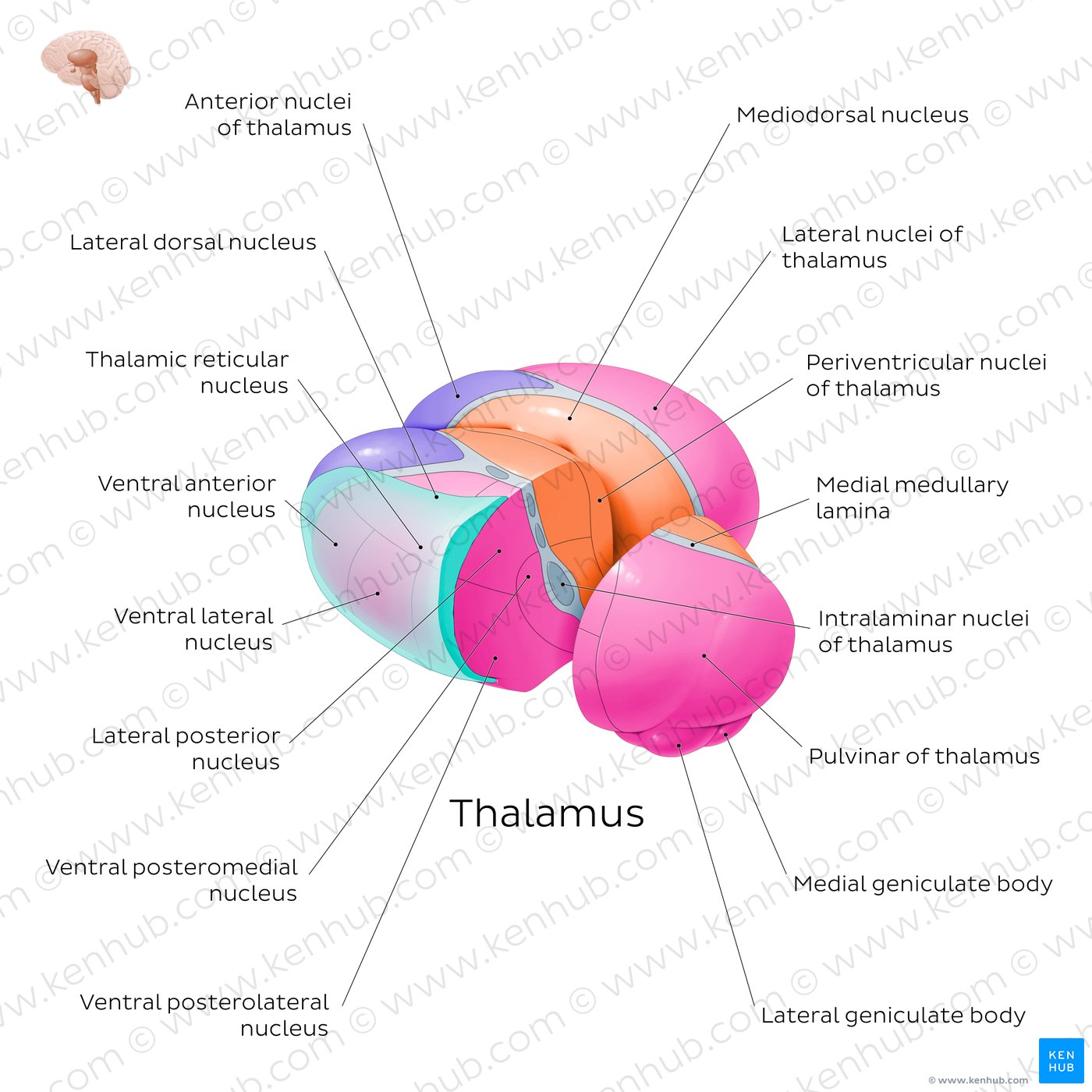 Thalamic nuclei: Overview