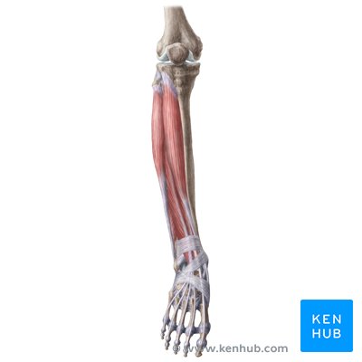 Overview - knee, leg, and foot