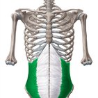 Músculos abdominais laterais