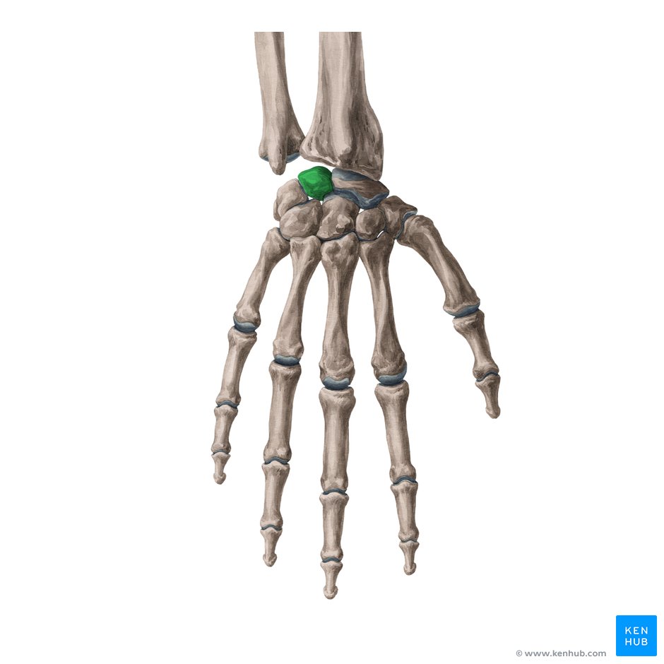 Intercarpal joints: Anatomy, ligaments, movements | Kenhub