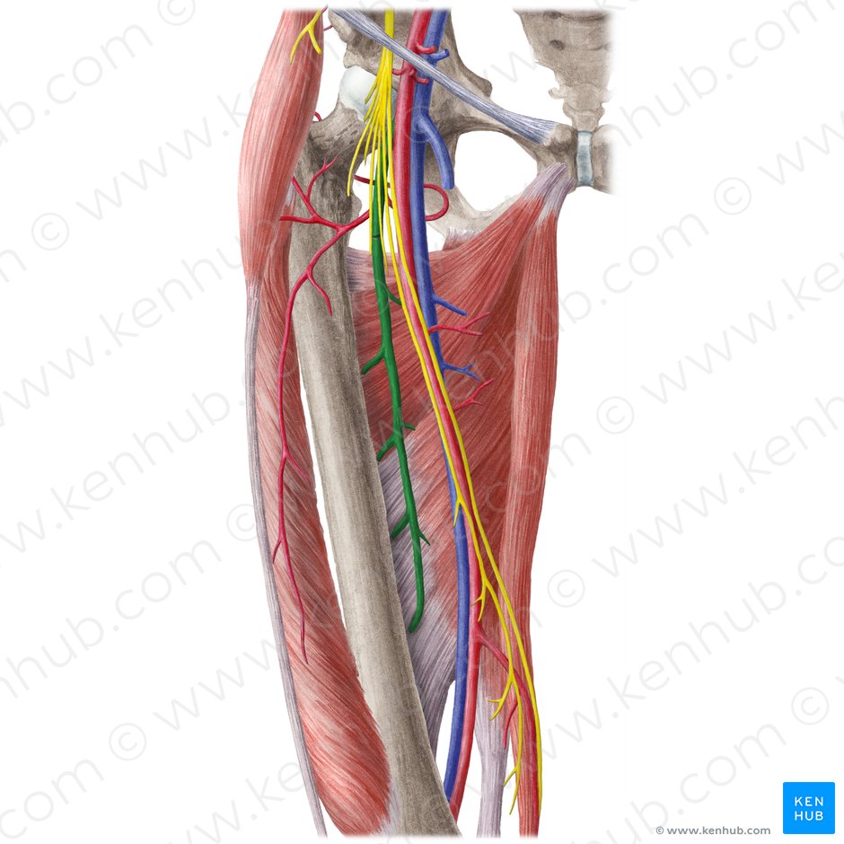 Arteria femoral profunda (Arteria profunda femoris); Imagen: Liene Znotina