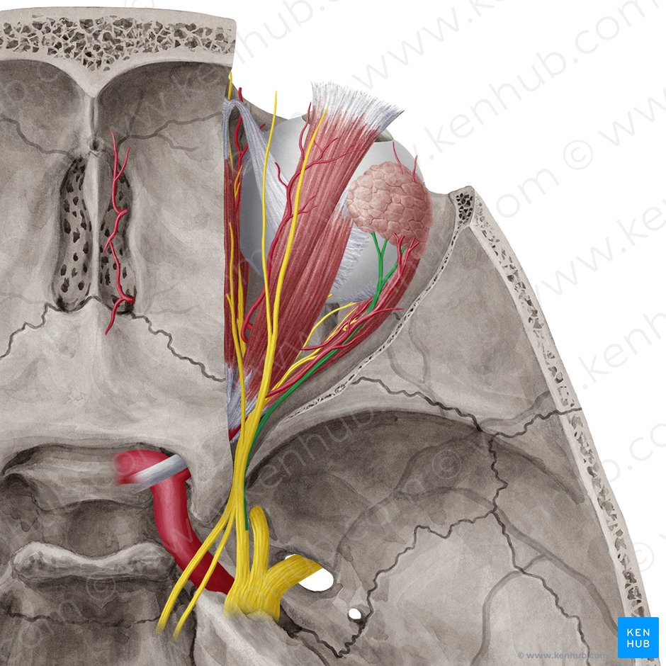 Lacrimal gland: Anatomy, supply and function | Kenhub