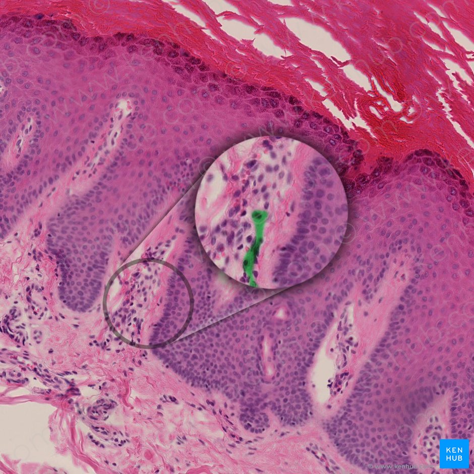 Axônio mielinizado do corpúsculo de Meissner (Neurofibra nonmyelinata corpusculi tactile); Imagem: 