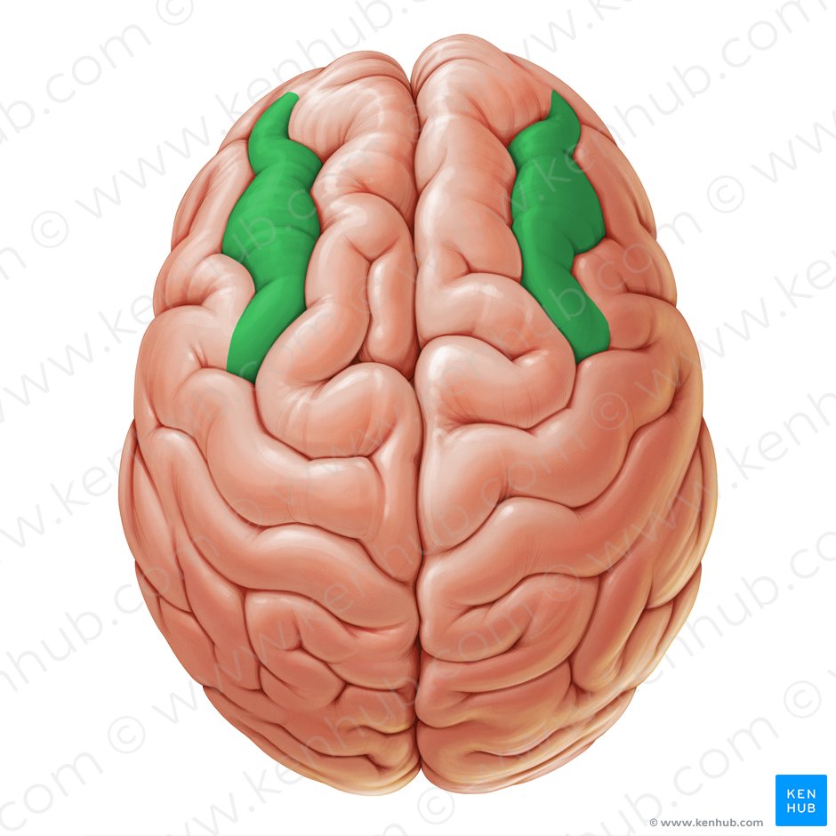 Middle frontal gyrus (Gyrus frontalis medius); Image: Paul Kim
