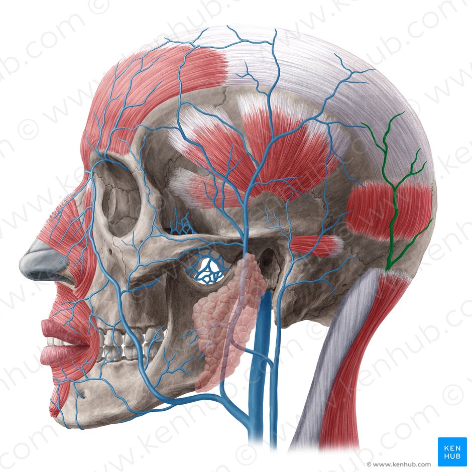 Occipital vein (Vena occipitalis); Image: Yousun Koh