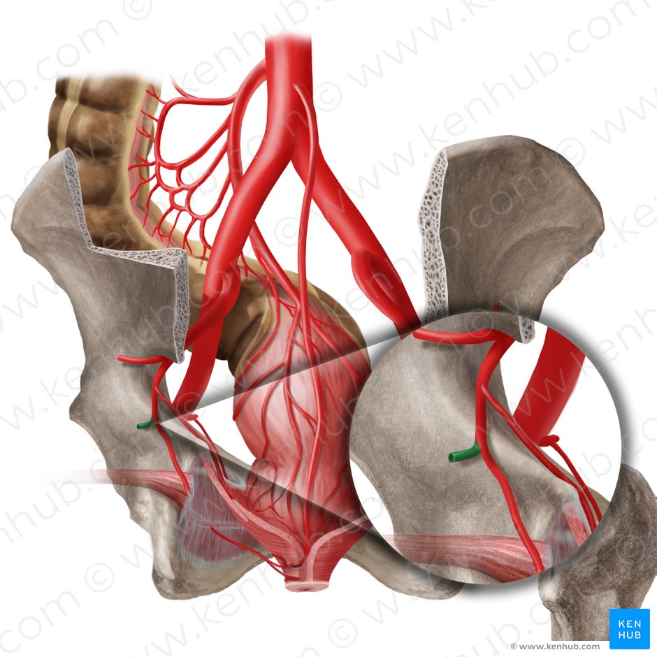Arteria glutea inferior (Untere Gesäßarterie); Bild: Begoña Rodriguez