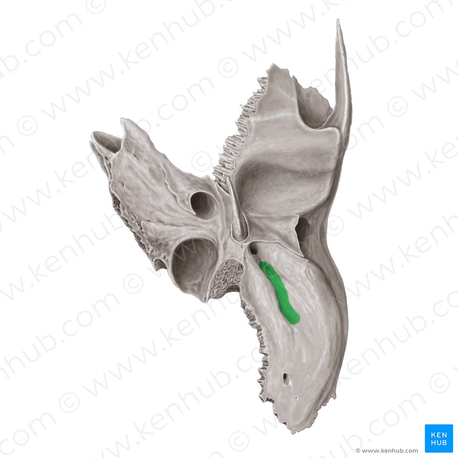 Mastoid notch of temporal bone (Incisura mastoidea ossis temporalis); Image: Samantha Zimmerman