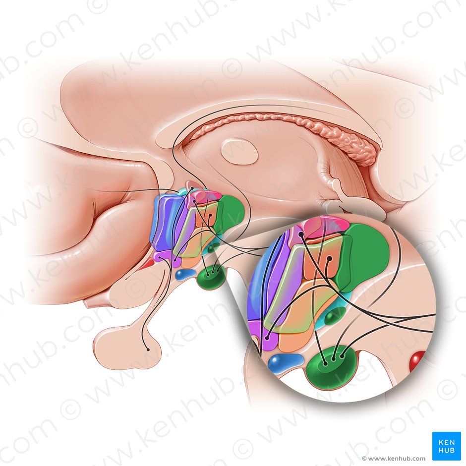 Área hipotalâmica posterior (Area hypothalamica posterior); Imagem: Paul Kim