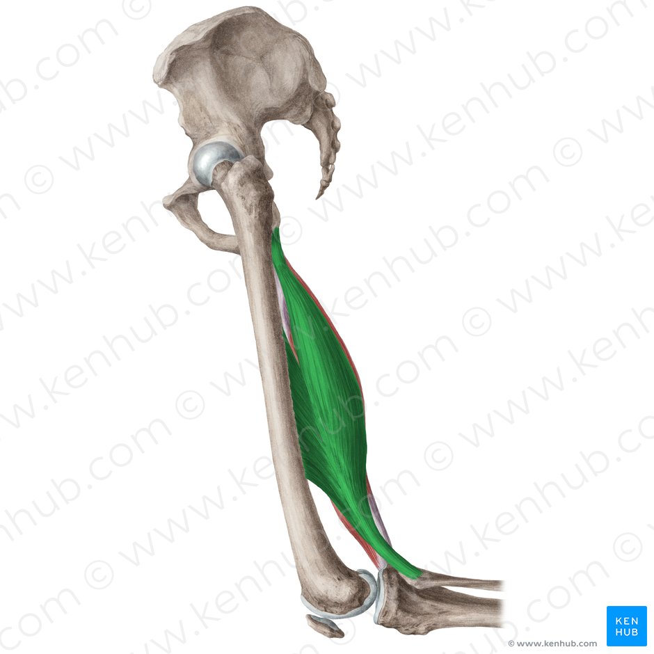 Músculo bíceps femoral (Musculus biceps femoris); Imagen: Liene Znotina