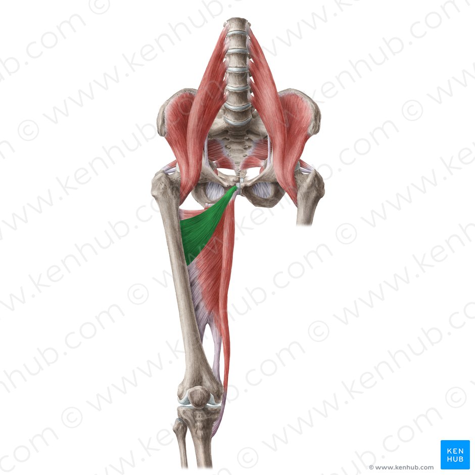 Adductor brevis muscle (Musculus adductor brevis); Image: Liene Znotina