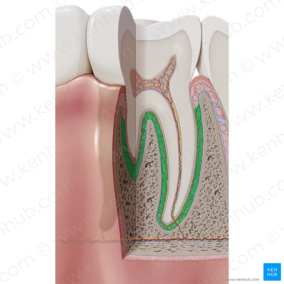 Ligamento periodontal (Ligamentum periodontale); Imagem: Paul Kim