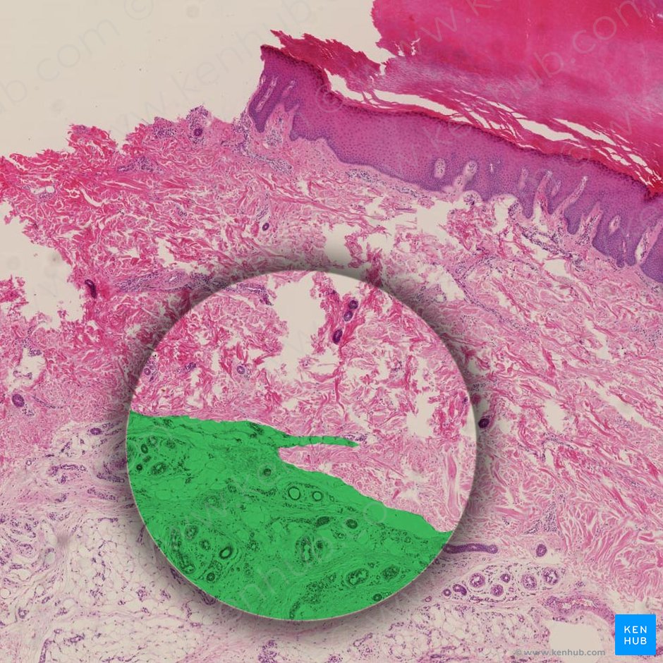 Subcutaneous tissue (Tela subcutanea); Image: 