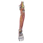 Nerven und Blutgefäße von Unterschenkel und Knie
