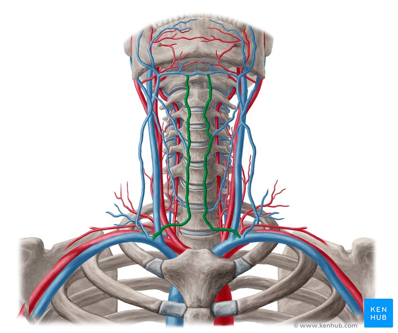 Anterior jugular vein: Anatomy, tributaries, drainage | Kenhub