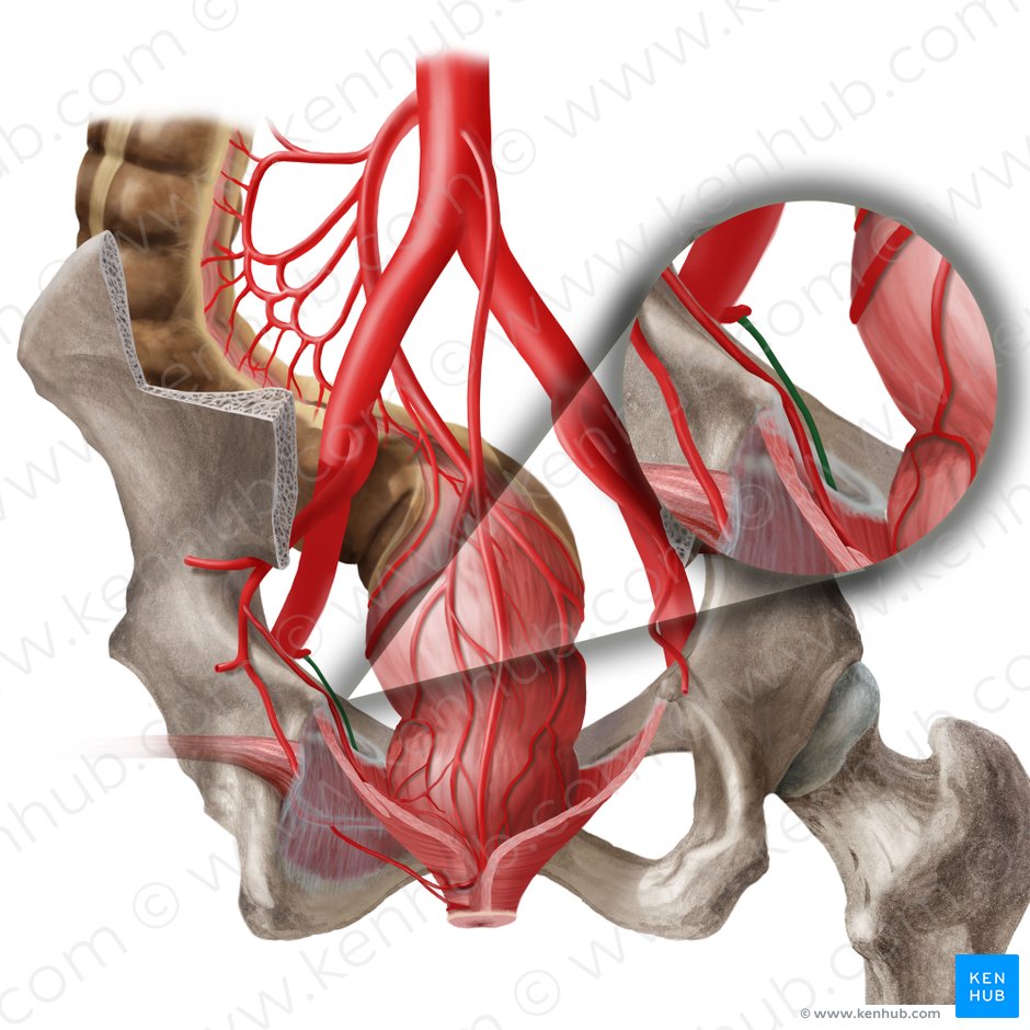 Arteria obturatoria sinistra (Linke Hüftlocharterie); Bild: Begoña Rodriguez