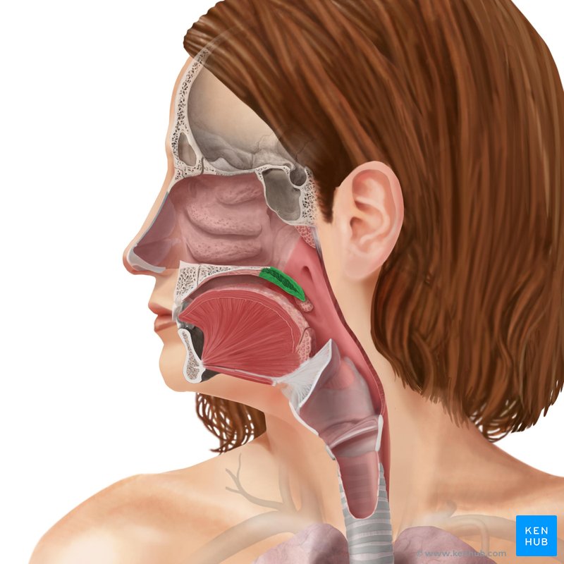 Soft palate: Structure, muscles, function | Kenhub