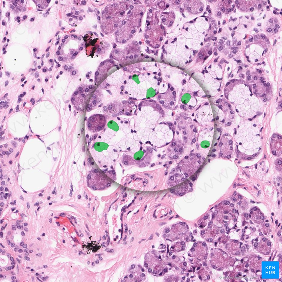 Célula acino mucosa (Mucocytus); Imagen: 