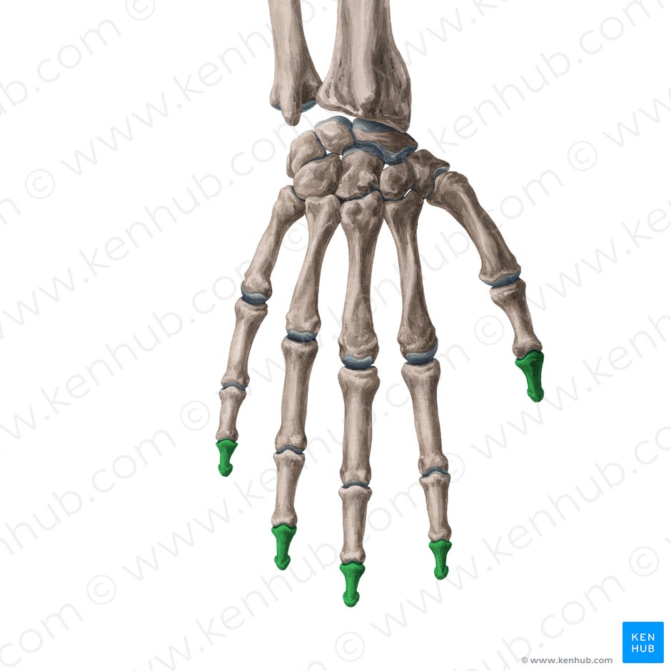 Distal phalanx of hand (Phalanx distalis manus); Image: Yousun Koh