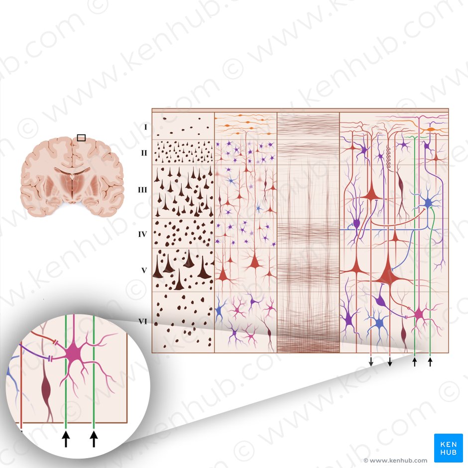 Fibras aferentes de la corteza cerebral (Neuroﬁbra afferens cortex cerebri); Imagen: Paul Kim