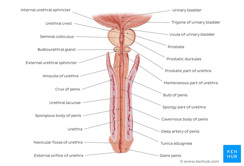 Urethra