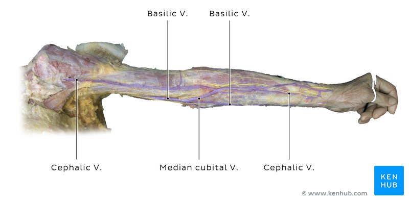 Superficial veins of the upper limb in a cadaver