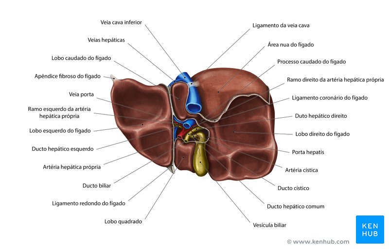 Fígado e vesícula biliar - Anatomia, localização e função | Kenhub
