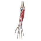 Anterior compartment of the forearm