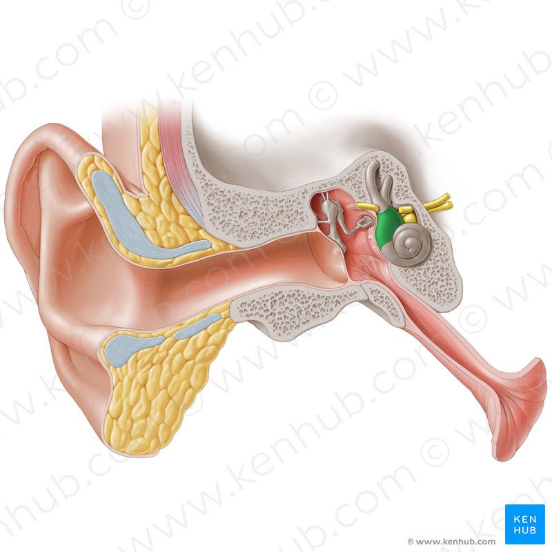 Vestibule of the ear (Vestibulum auris); Image: Paul Kim