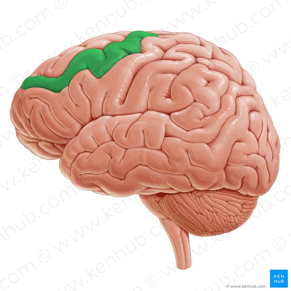Giro frontal medio (Gyrus frontalis medius); Imagen: Paul Kim