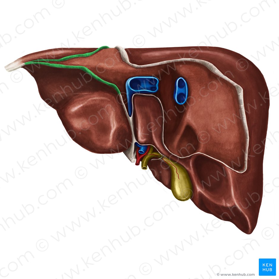 Ligamento triangular izquierdo del hígado (Ligamentum triangulare sinistrum hepatis); Imagen: Irina Münstermann