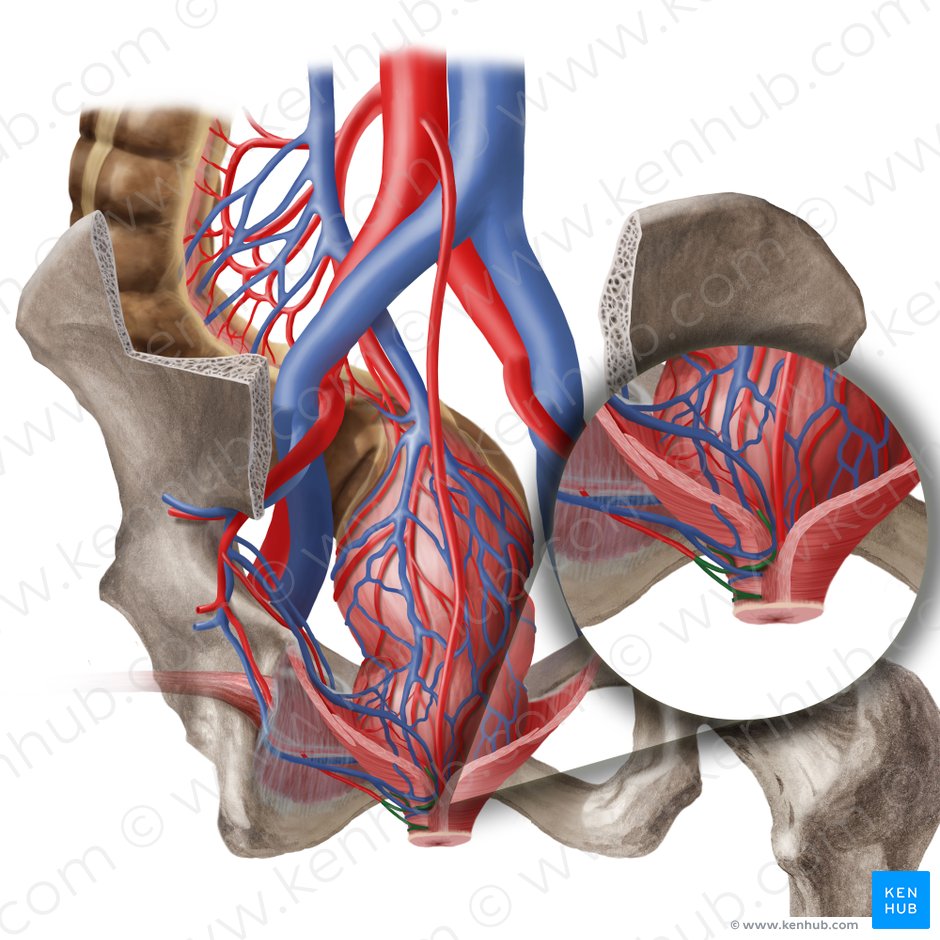 Artéria retal inferior (Arteria anorectalis inferior); Imagem: Begoña Rodriguez